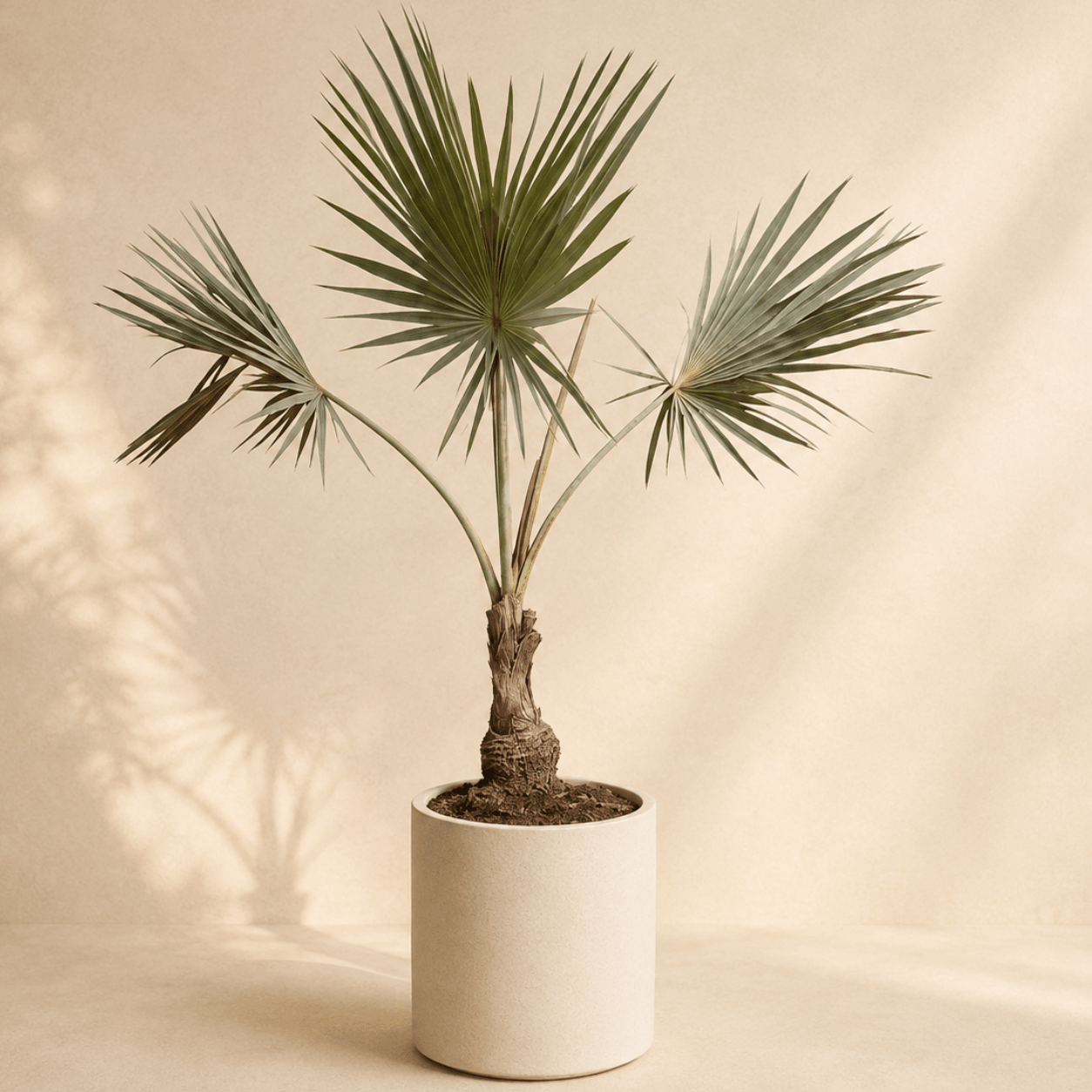 Palmera Azul