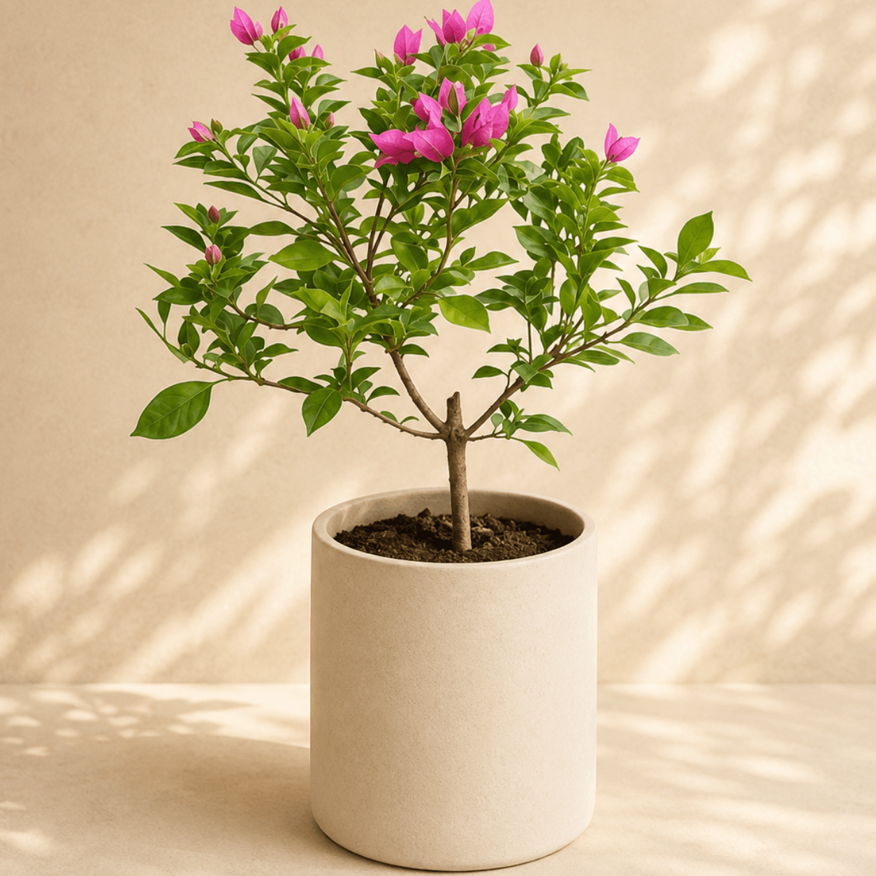 Santa Rita Enana