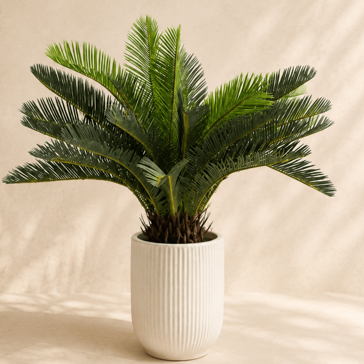 Palmera cica