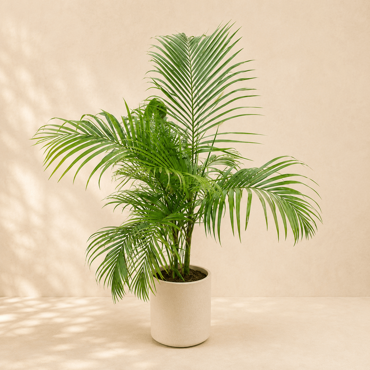 Palmera Areka Bambu Grande